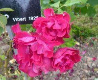 gloire-des-rosomanes