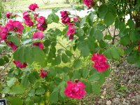 gloire-des-rosomanes1