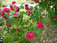 gloire-des-rosomanes2