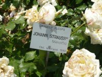 johann-strauss
