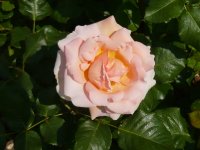 johann-strauss1