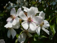 rosa-brunonii1