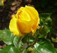 rosa-de-limoux