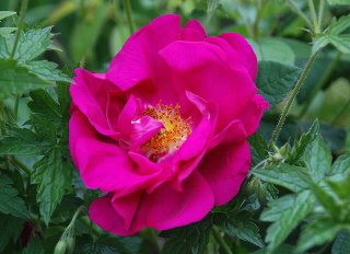 rosagal_officinalisjpg-mgora.jpg
