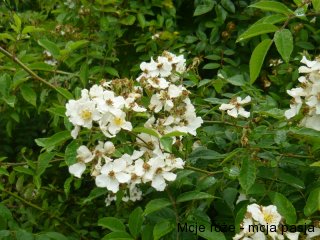 rosa-mulliganii