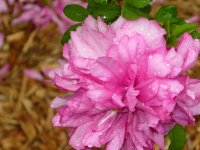 rosa-roxburghii