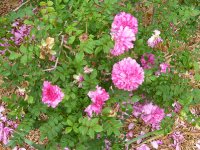 rosa-roxburghii1