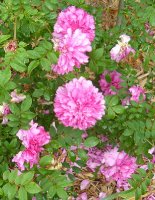 rosa-roxburghii1a