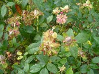 viridiflora