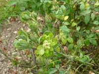 viridiflora1