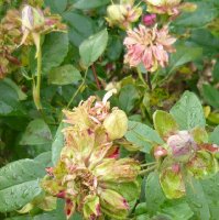 viridifloraa