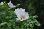 rugosa_albajpg-m-gora.jpg