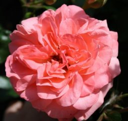 schackenborg-czyli-countess-celeste-deirde