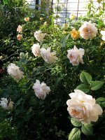 crocus-rose