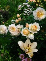 crocus-rose1