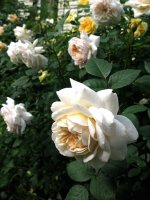 crocus-rose2