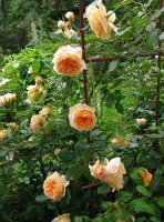 crown-princess-margaretha
