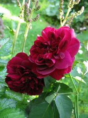 darcey-bussell