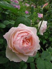 gentle-hermione2