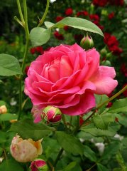 jubilee-celebration