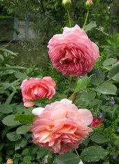 jubillee-celebration-1