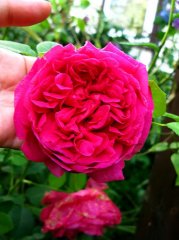 lady-of-megginch
