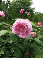 mary-rose