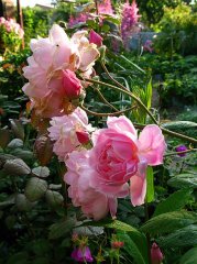 mortimer-sackler