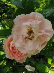 strawberry-hill