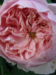 the-alnwick-rose