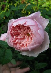 the-alnwick-rose1