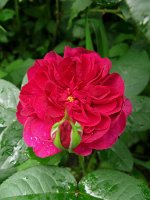 darcey-bussell1