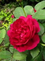 darcey-bussell2