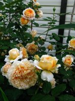 crown-princess-margaretha2