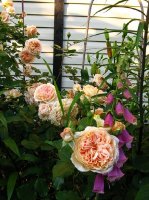 crown-princess-margaretha3