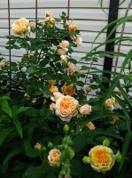 crown-princess-margaretha4