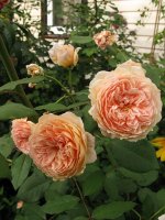 crown-princess-margaretha5