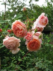 william-morris2