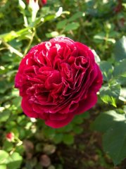 falstaff1