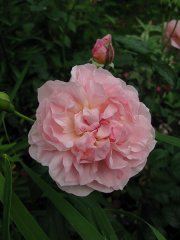 strawberry-hill1