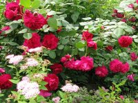 tess-of-the-durbervilles1