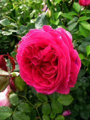 tess-of-the-durbervilles4