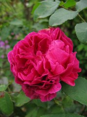 tess-of-the-durbervilles5
