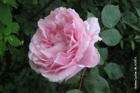 brothercadfael