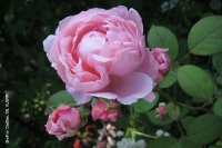 brothercadfael2