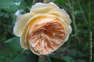 crownprincessmargareta