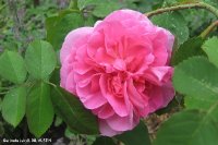 gertrudejekyll