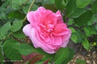 gertrudejekyll2