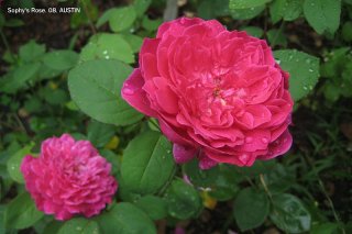 sophysrose