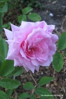 themayflower2
